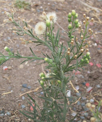 Flax-leaf fleabane