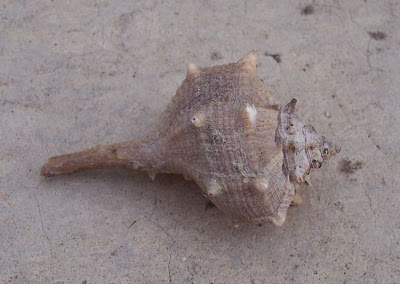 Bolinus brandaris Bolinus brandaris