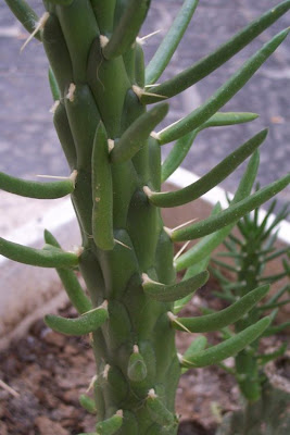 Cane cactus