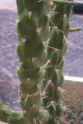 Cane cactus