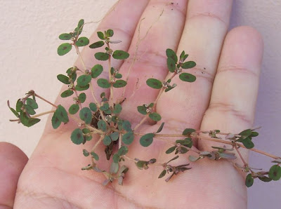 Chamaesyce maculata (L.) Small