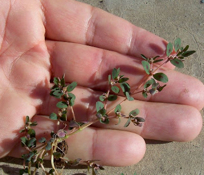 Chamaesyce maculata (L.) Small