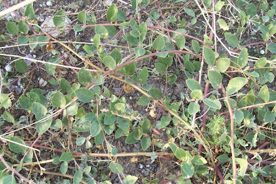 Caper Plant Caper Plant