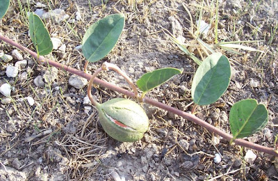 Caper Plant Caper Plant