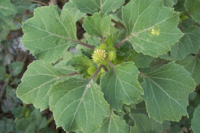 Xanthium strumarium,
Bardana minuta,
bardana-menor,
cadillo com&uacute;n,
California-bur,
Canada cockleburr,
carrapicho-de-carneiro,
carrapicho-grande,
cocklebur,
cockleburr,
common cocklebur,
Gew&ouml;hnliche Spitzklette,
kankerroos