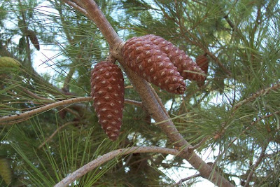 Aleppo Pine, Pinus halepensis Aleppo Pine, Pinus halepensis