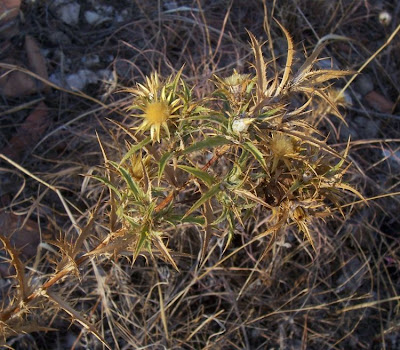 Clustered Carline Thistle