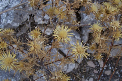 Clustered Carline Thistle