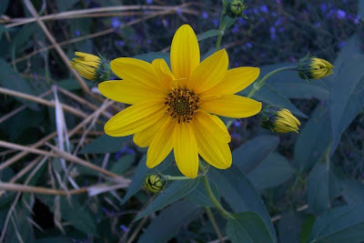 Casta�a de tierra