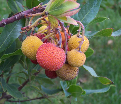 Corbezzolo Corbezzolo