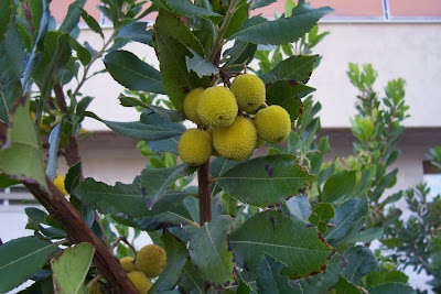 Corbezzolo Corbezzolo