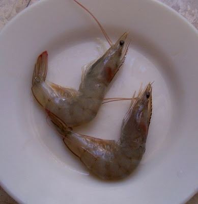 Common shrimp