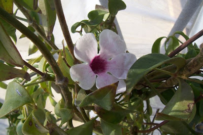 Bignonia jasminoides