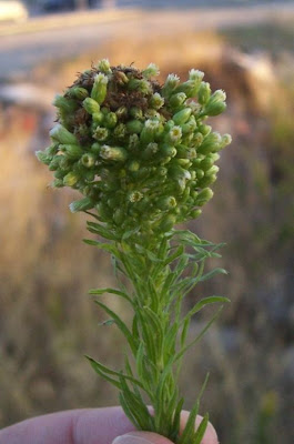 Butterweed Butterweed
