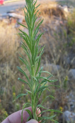 Butterweed Butterweed