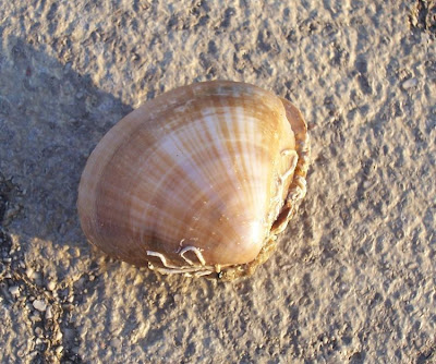 Mactra corallina