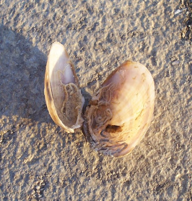Mactra corallina