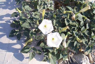 Angel's-trumpet, Datura inoxia Angel's-trumpet, Datura inoxia