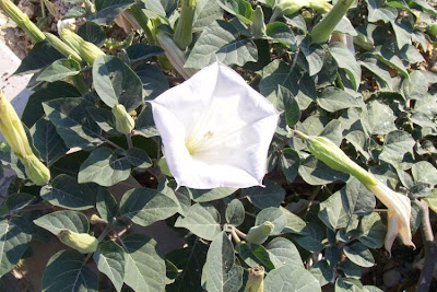 Angel's-trumpet, Datura inoxia Angel's-trumpet, Datura inoxia