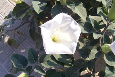 Angel's-trumpet, Datura inoxia Angel's-trumpet, Datura inoxia