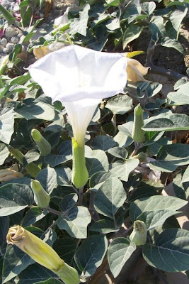 Angel's-trumpet, Datura inoxia Angel's-trumpet, Datura inoxia