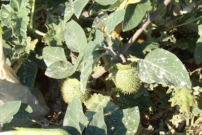 Angel's-trumpet, Datura inoxia Angel's-trumpet, Datura inoxia