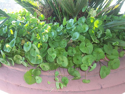 Dichondra,
dichondra,
ponysfoot Dichondra,
dichondra,
ponysfoot