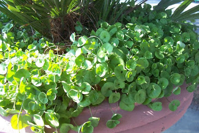 Dichondra,
dichondra,
ponysfoot Dichondra,
dichondra,
ponysfoot