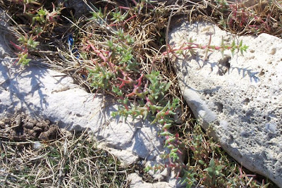 Salsola soda L.