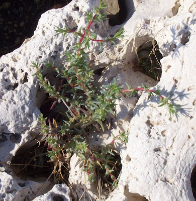 Salsola soda L.