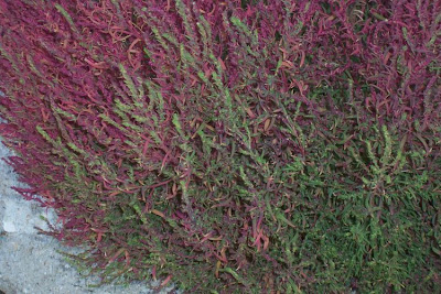 Bassia scoparia,
Besenkraut,
burningbush,
Granata comune,
hokigi,
kochia,
Mexican firebrush,
Mexican fireweed,
mirabel,
mirabela,
mock cypress,
Summer Cypress,
summer-cypress