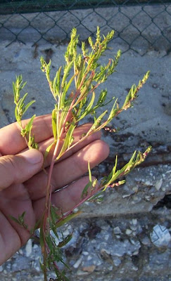 Bassia scoparia,
Besenkraut,
burningbush,
Granata comune,
hokigi,
kochia,
Mexican firebrush,
Mexican fireweed,
mirabel,
mirabela,
mock cypress,
Summer Cypress,
summer-cypress