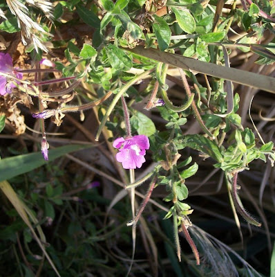 Hierba de san antonio