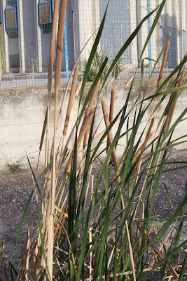 Cattail (common) Cattail (common)