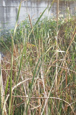 Cattail (common) Cattail (common)