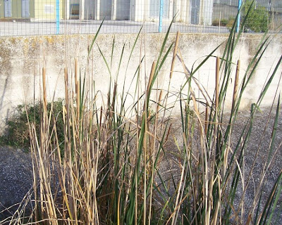 Cattail (common) Cattail (common)