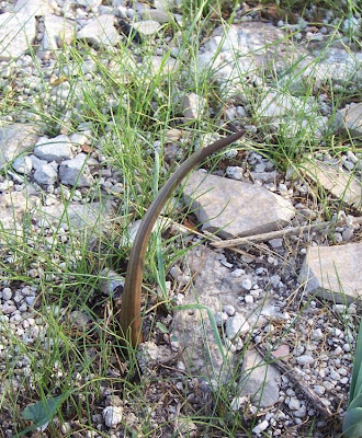 Biarum tenuifolium (L.) Schott
