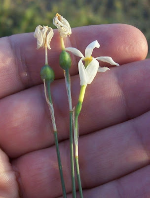 Narcissus serotinus L.
