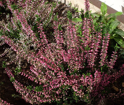 Calluna vulgaris,
biercol,
Brentoli,
Brughiera,
Brugo,
Grecchia,
heather,
ling,
red-heath,
Scotch heather,
Scots heather,
Sorcelli Calluna vulgaris,
biercol,
Brentoli,
Brughiera,
Brugo,
Grecchia,
heather,
ling,
red-heath,
Scotch heather,
Scots heather,
Sorcelli