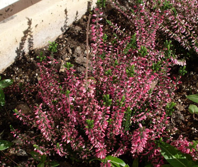 Calluna vulgaris,
biercol,
Brentoli,
Brughiera,
Brugo,
Grecchia,
heather,
ling,
red-heath,
Scotch heather,
Scots heather,
Sorcelli Calluna vulgaris,
biercol,
Brentoli,
Brughiera,
Brugo,
Grecchia,
heather,
ling,
red-heath,
Scotch heather,
Scots heather,
Sorcelli