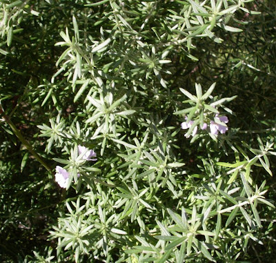 Westringia fruticosa,
Coastal Rosemary