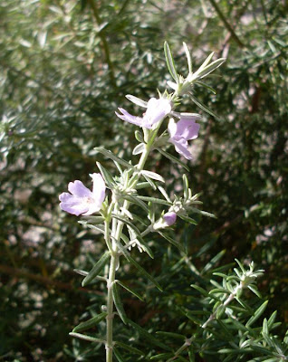 Westringia fruticosa,
Coastal Rosemary