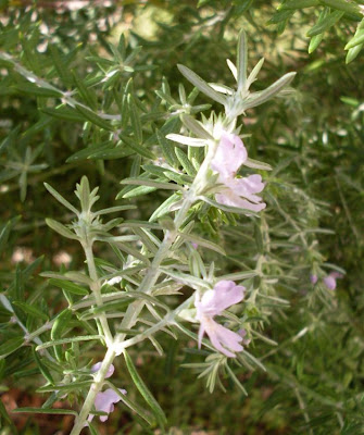 Westringia fruticosa,
Coastal Rosemary