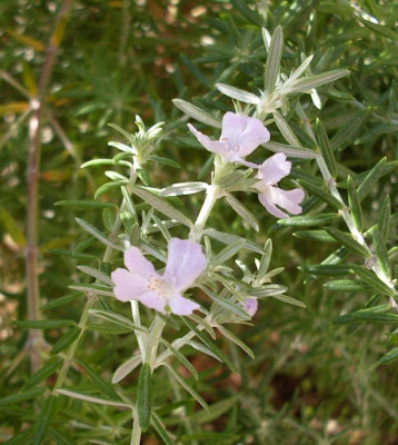 Westringia fruticosa,
Coastal Rosemary