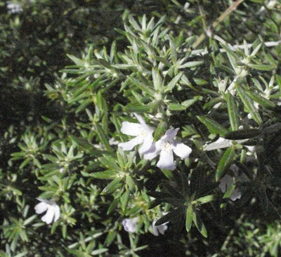 Westringia fruticosa,
Coastal Rosemary