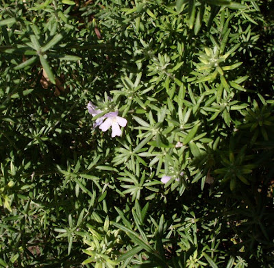 Westringia fruticosa,
Coastal Rosemary