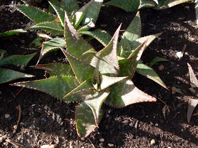 Broadleaf aloe