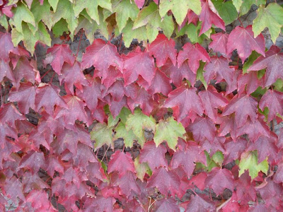 Japanese-ivy