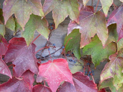 Japanese-ivy