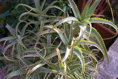 Candelabra-plant